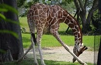 Safaris