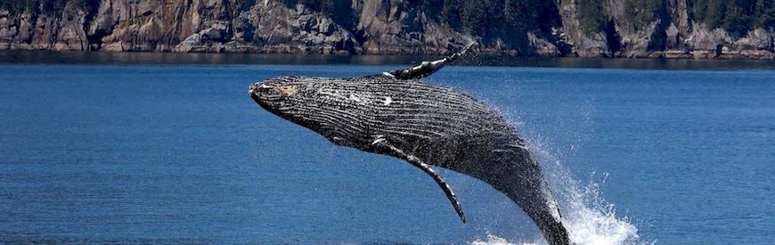 Offers of Whale Watching Faro