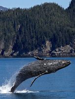 Avvistamento dei Cetacei