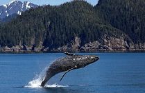 Avvistamento dei Cetacei