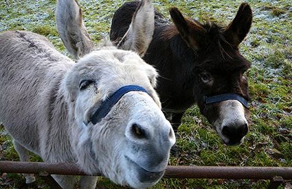 Paseos en Burro en Barcelona