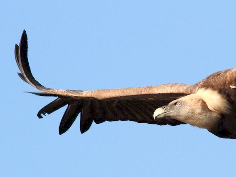 Descubre especies y las peculiaridades de estas Descubre especies y las peculiaridades de estas