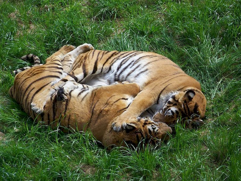 Enseña a los más pequeños la importancia de cuidar el medio ambiente