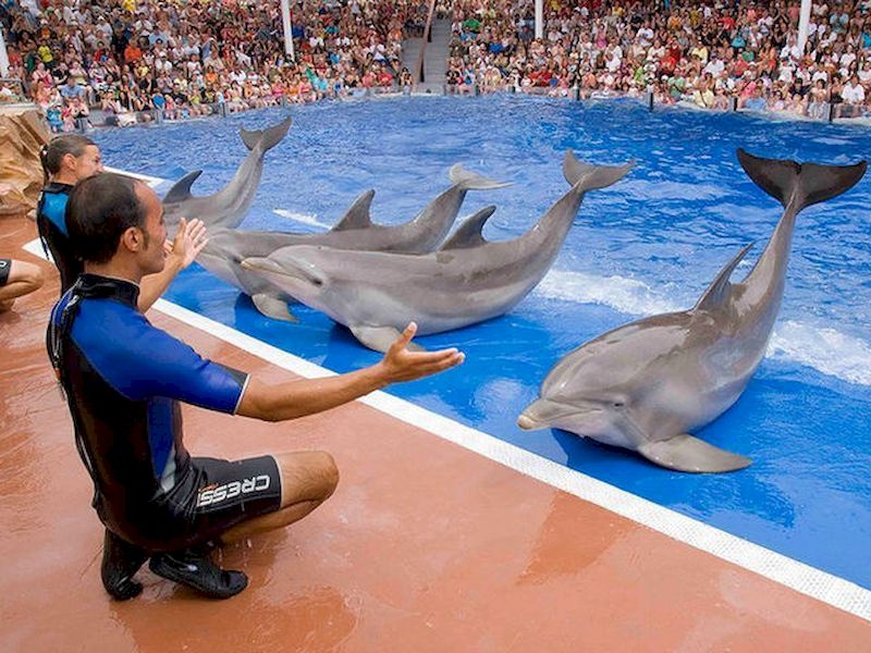 Podrás disfrutar de exhibiciones e incluso tocar a los animales