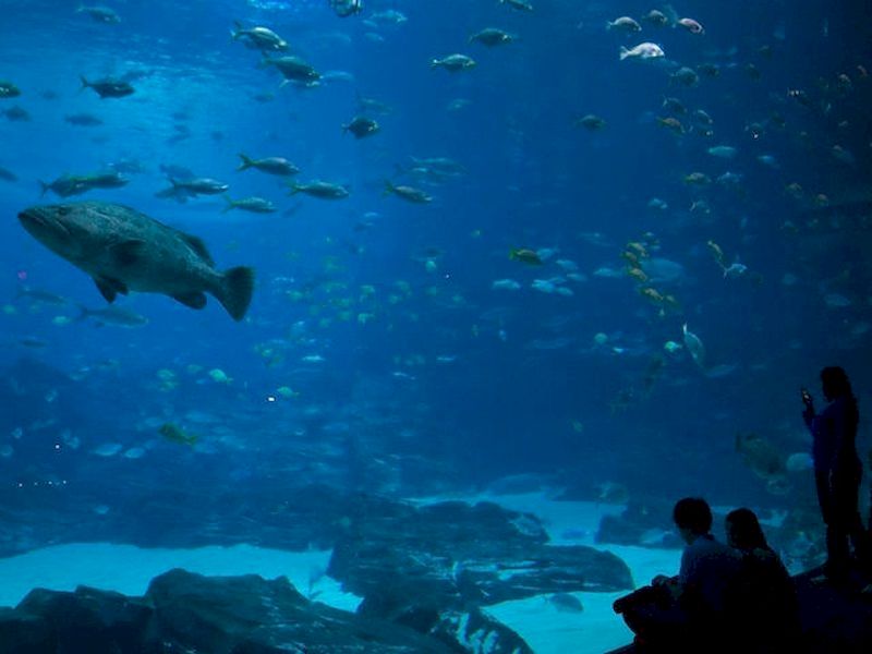 Relax bajo el océano