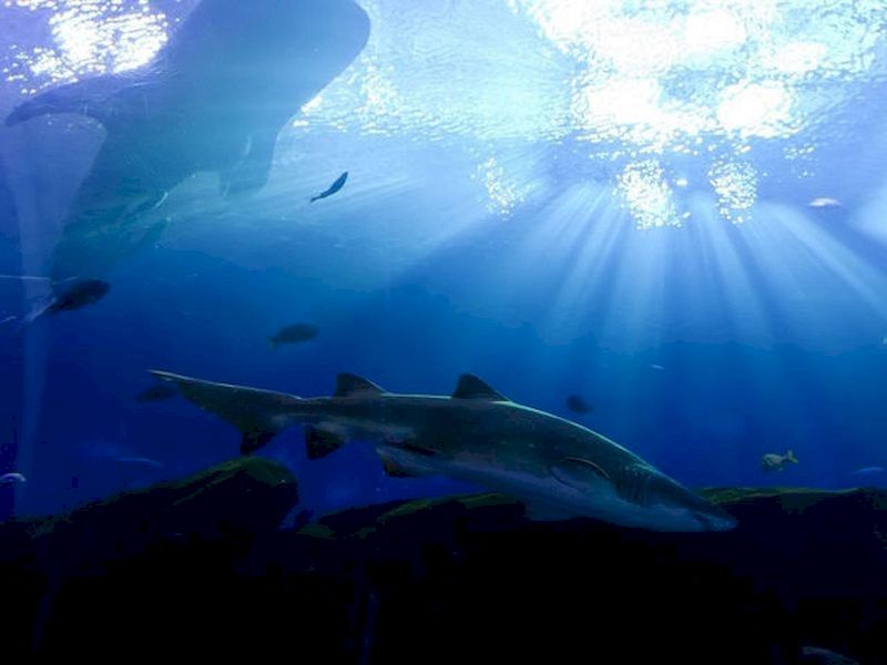 Duerme con tiburones