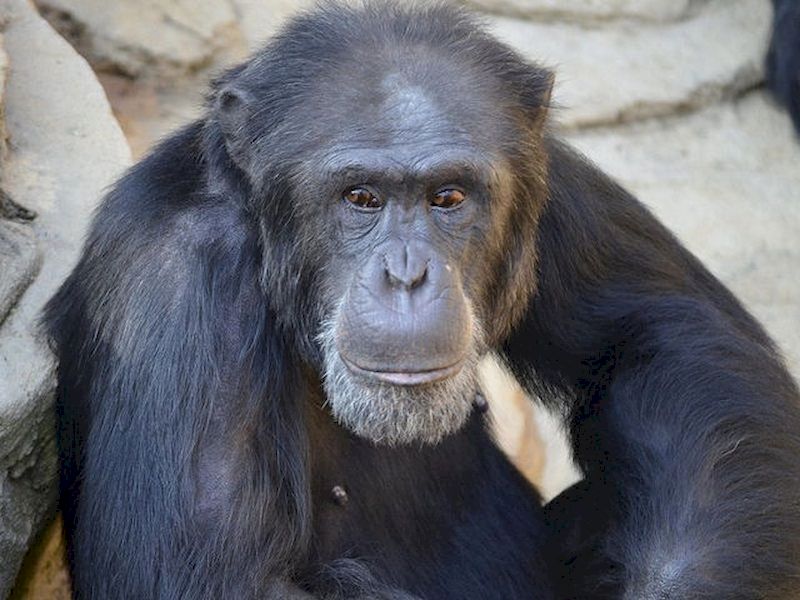 Conoce exóticos animales Conoce exóticos animales