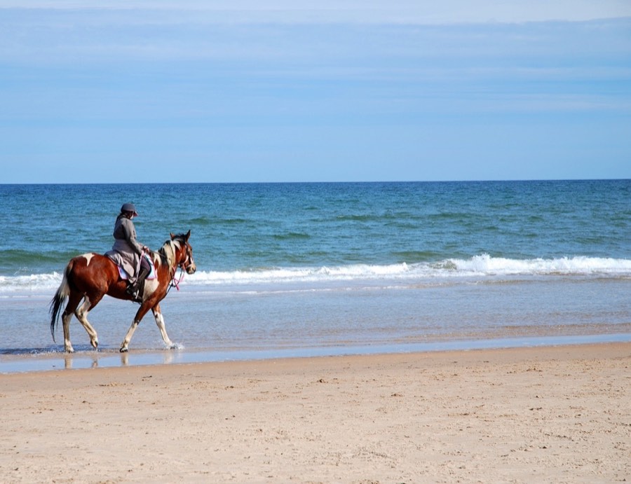 Cartão presente de passeios a cavalo