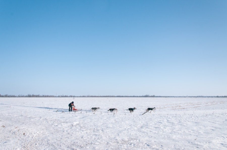 Buono regalo sleddog