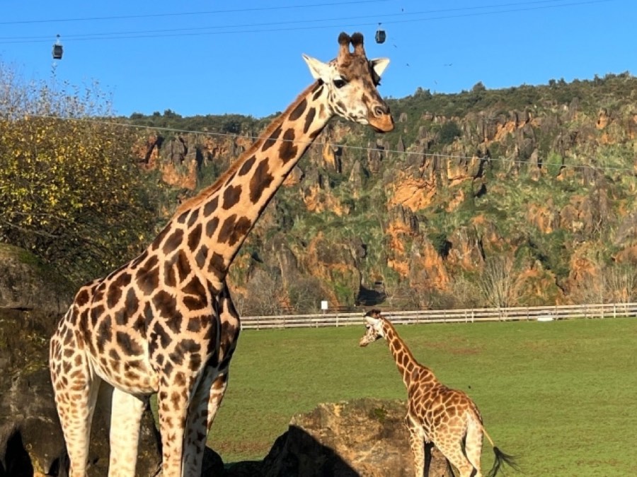Cartão presente de parques zoológicos