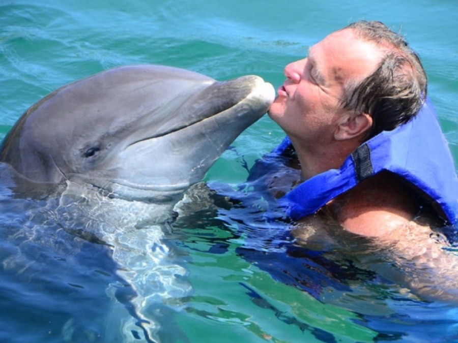 Tarjeta regalo de nado con delfines