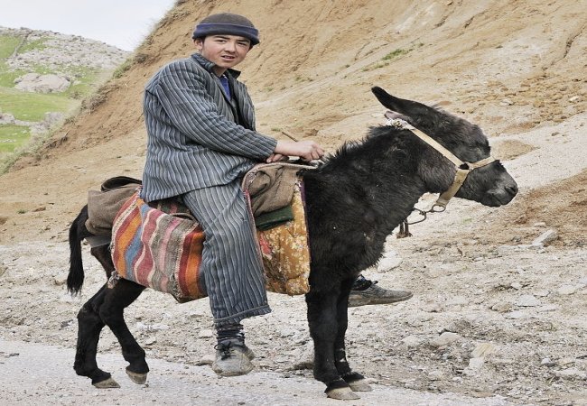 Cuanto Cuesta Un Pony En España
